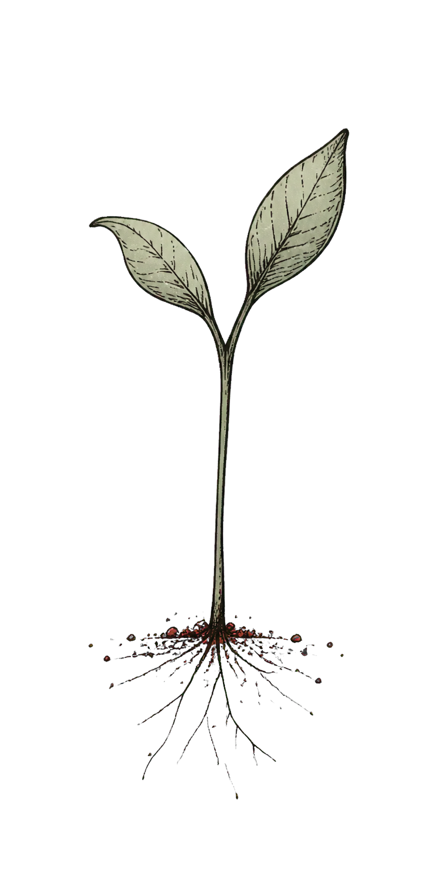 A hand-drawn young plant beginning to grow